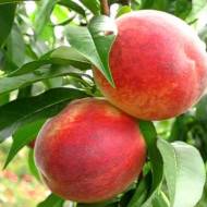 Саженец персик Коллинз